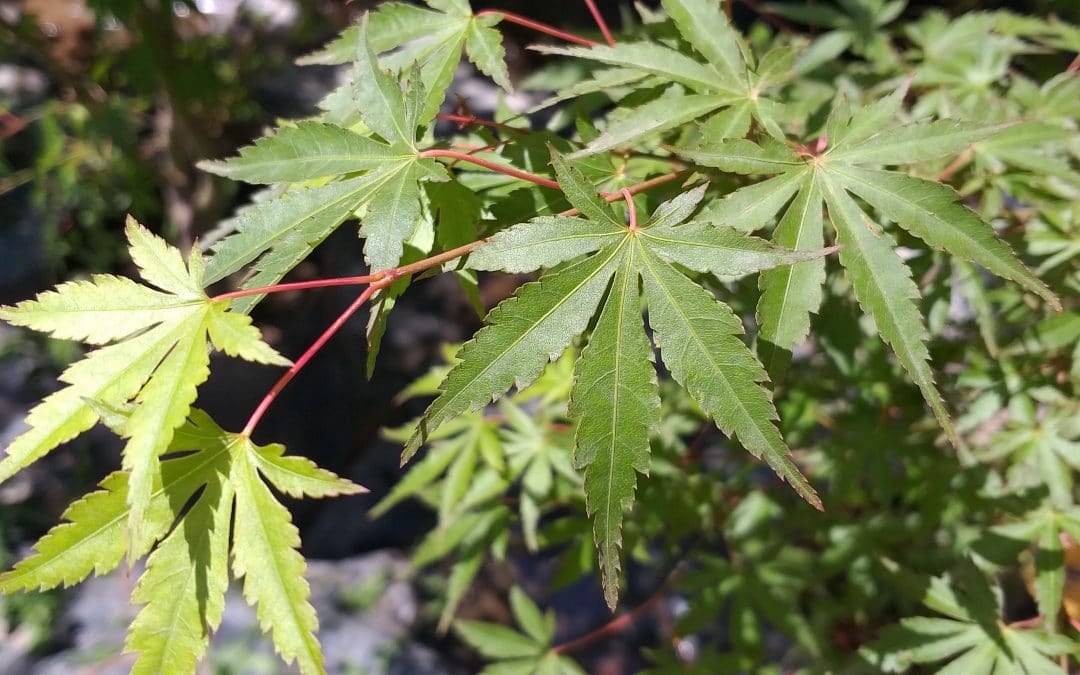 Acer Japónico