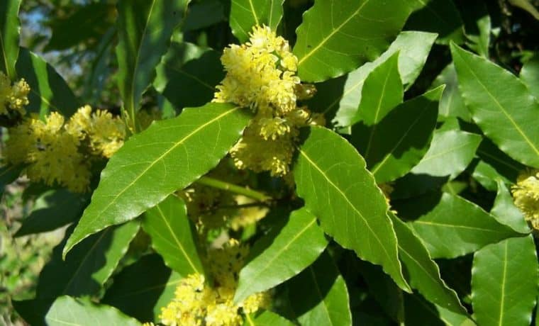 Laurel